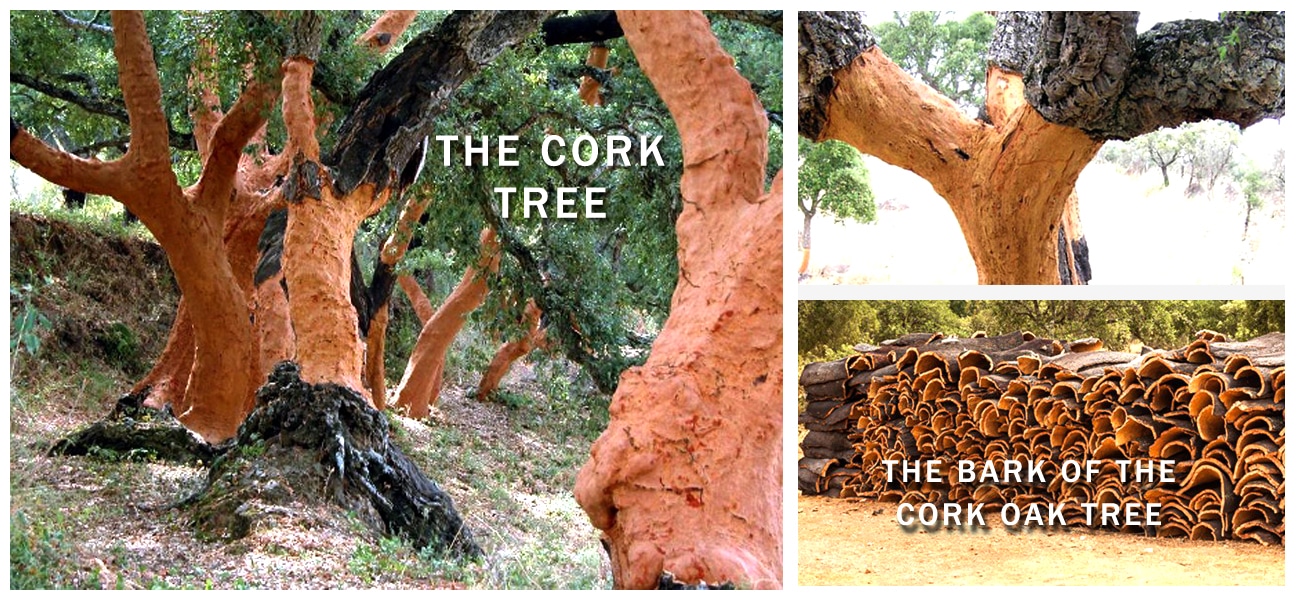 about-cork-tree